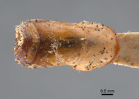 Phyllophaga favosa image