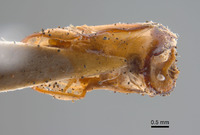 Phyllophaga favosa image