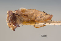 Phyllophaga favosa image