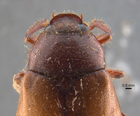 Phyllophaga favosa image