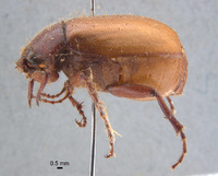 Phyllophaga favosa image