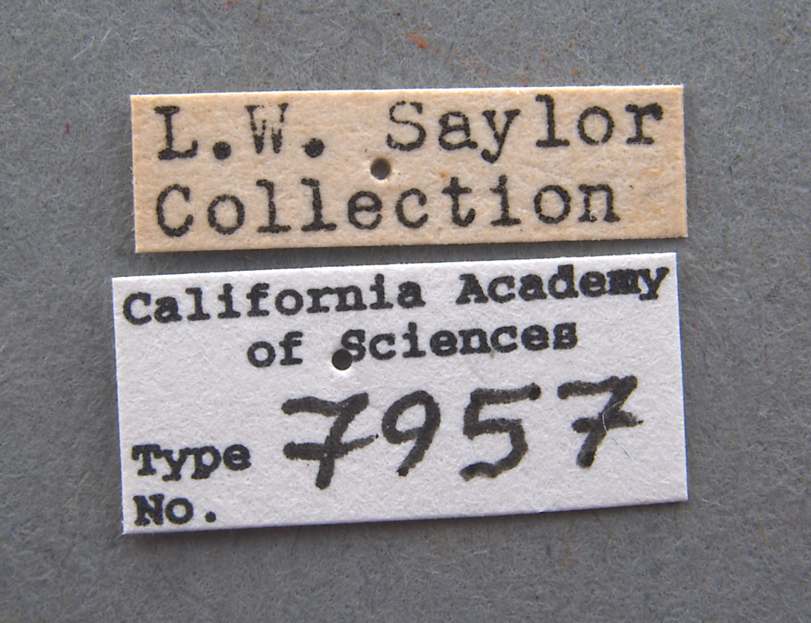 Phyllophaga favosa image