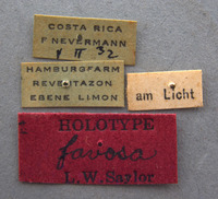 Phyllophaga favosa image