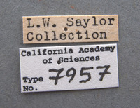 Phyllophaga favosa image