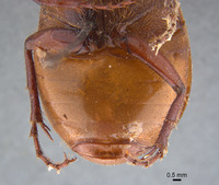Phyllophaga favosa image