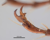 Phyllophaga fesina image