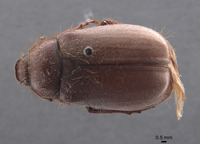 Phyllophaga fesina image