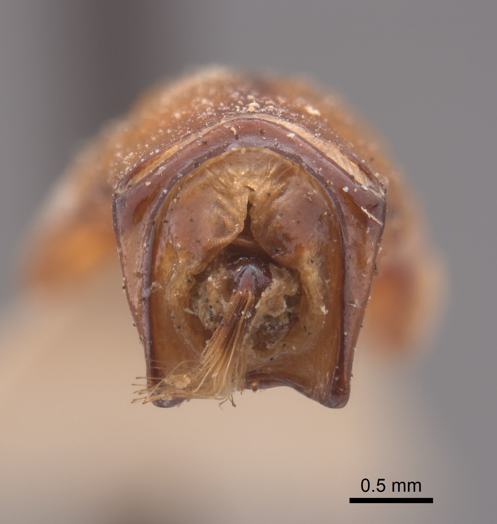 Phyllophaga fesina image