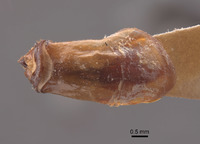 Phyllophaga fesina image