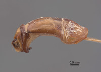 Phyllophaga fesina image