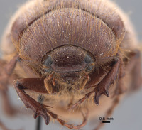 Phyllophaga fesina image
