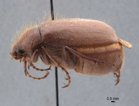 Phyllophaga fesina image