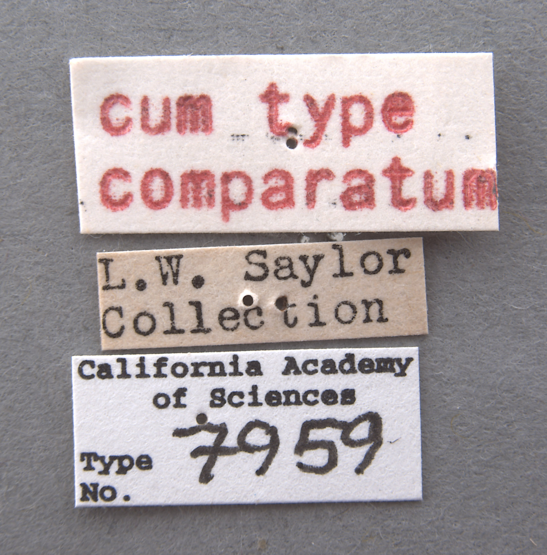 Phyllophaga fesina image