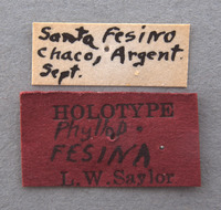 Phyllophaga fesina image