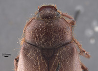 Phyllophaga fesina image