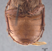 Phyllophaga fesina image