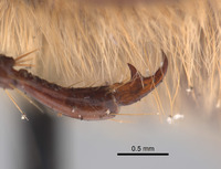 Phyllophaga grancha image