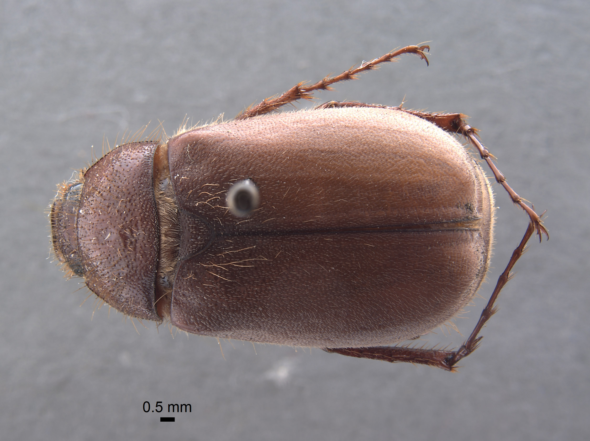 Phyllophaga grancha image
