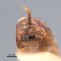 Phyllophaga grancha image
