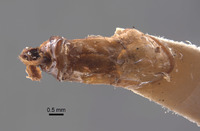 Phyllophaga grancha image