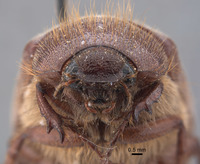 Phyllophaga grancha image