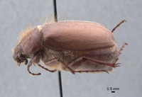 Phyllophaga grancha image