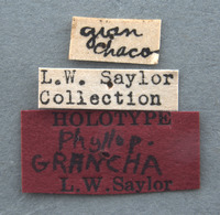 Phyllophaga grancha image