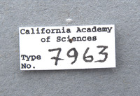 Phyllophaga grancha image