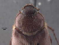 Phyllophaga grancha image