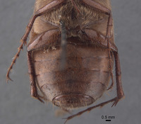 Phyllophaga grancha image