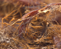 Phyllophaga jumberea image
