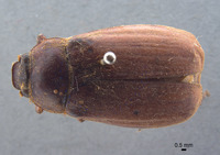 Phyllophaga jumberea image