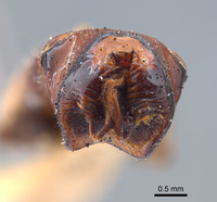 Phyllophaga jumberea image