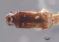 Phyllophaga jumberea image