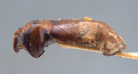 Phyllophaga jumberea image