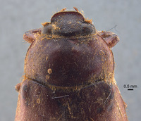 Phyllophaga jumberea image