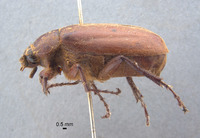 Phyllophaga jumberea image