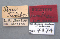 Phyllophaga jumberea image