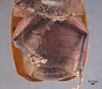 Phyllophaga jumberea image