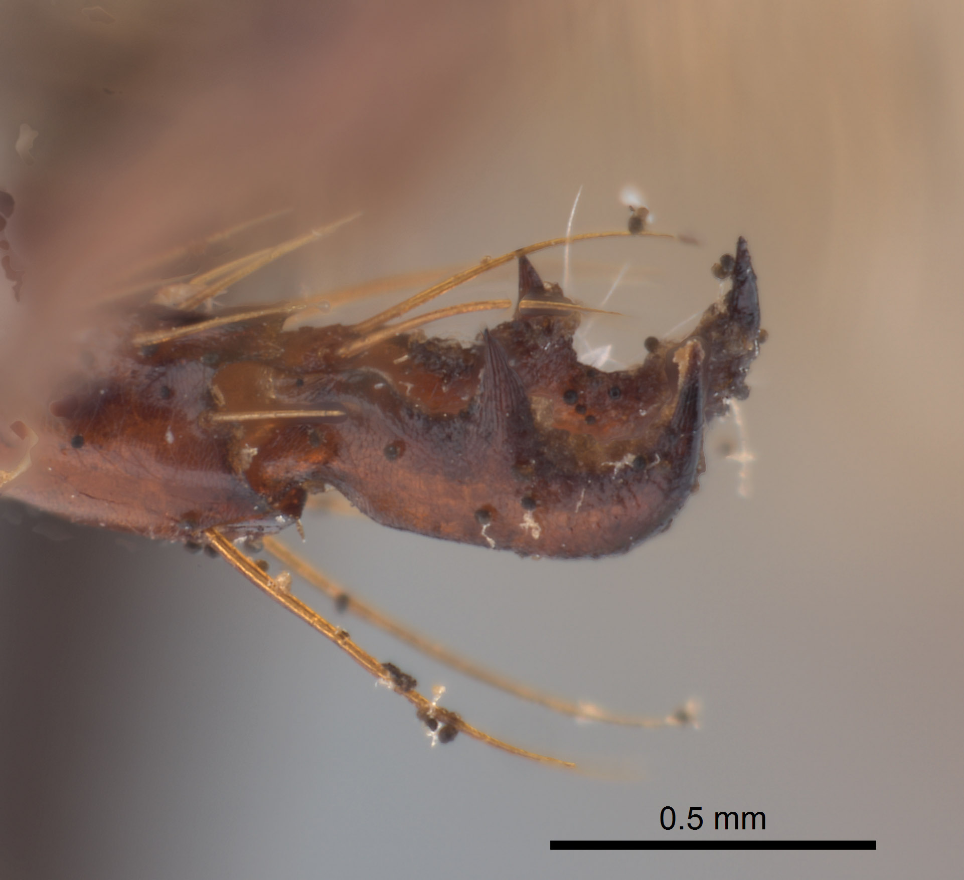 Phyllophaga limasa image