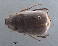 Phyllophaga limasa image