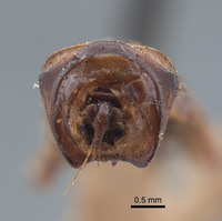 Phyllophaga limasa image