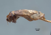 Phyllophaga limasa image