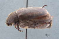 Phyllophaga limasa image