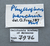 Phyllophaga limasa image