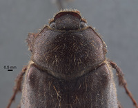 Phyllophaga limasa image