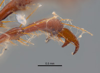 Phyllophaga morganella image