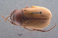 Phyllophaga morganella image