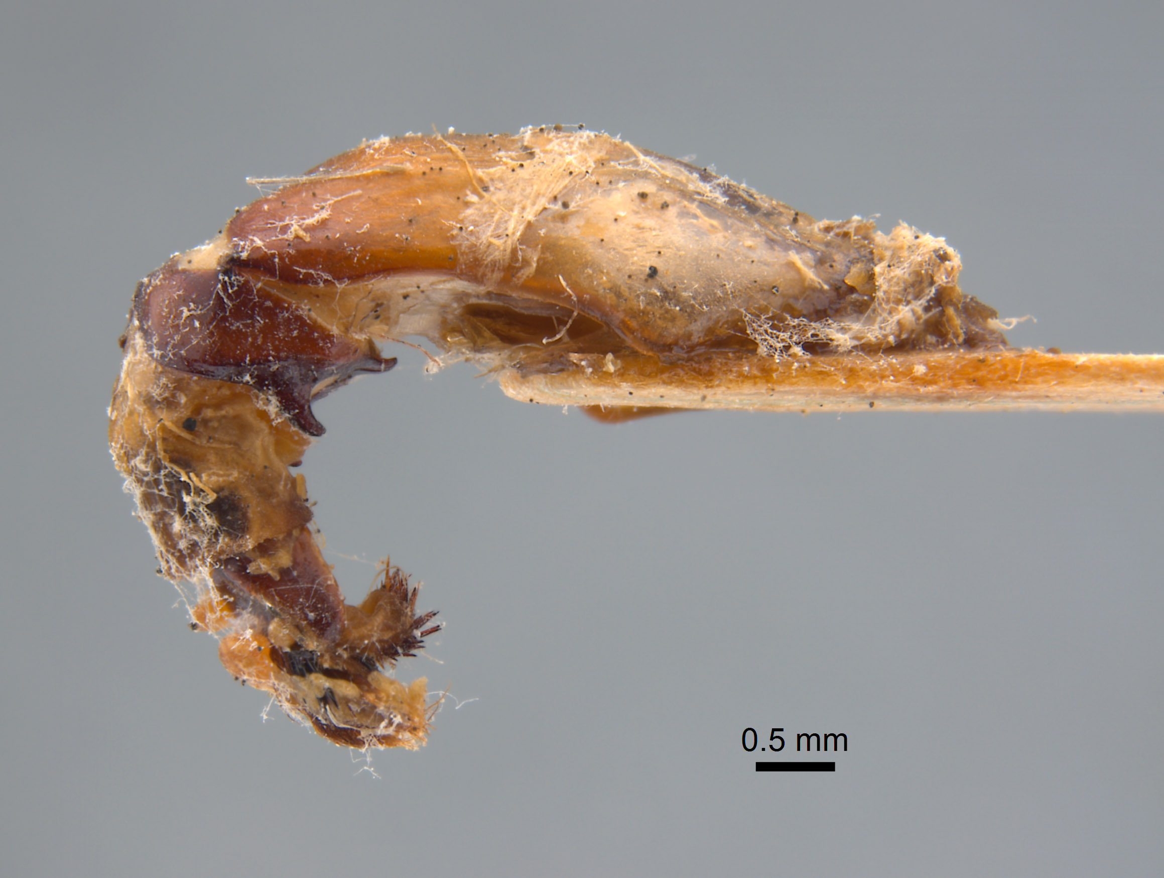 Phyllophaga morganella image