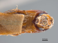 Phyllophaga morganella image